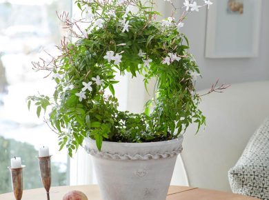 Jasmine fresh flowers indoor