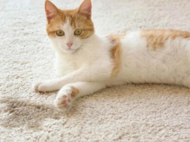 How to Clean Dried Cat Urine from Carpet?